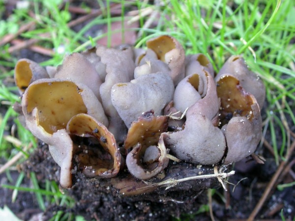 : Öhrling-Otidea grandis