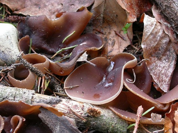 Ungestielter Kohlen-Becherling-Peziza petersii
