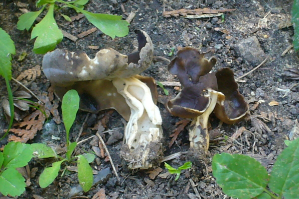 Weißstielige Lorchel-Leptopodia monachella