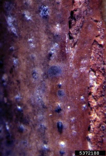 :-Leptosphaeria coniothyrium