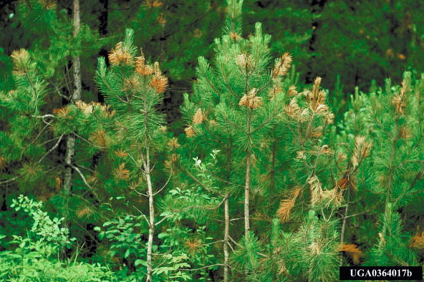 :-Sirococcus conigenus