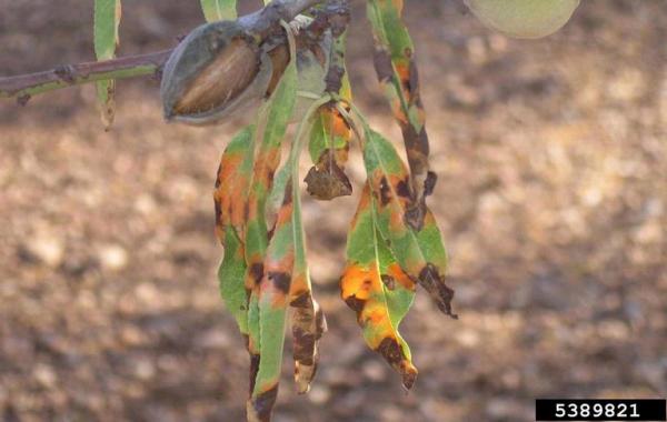 :-Polystigma fulvum