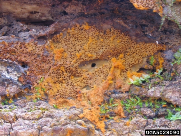 Strahlfüssiger Tintling-Coprinellus radians