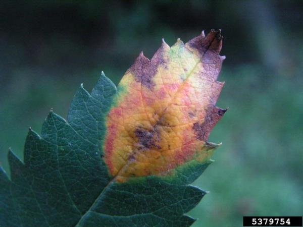 Ebereschenrost-Gymnosporangium cornutum