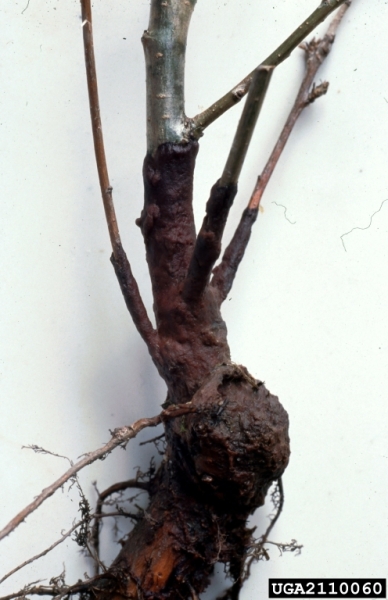 Violette Schneckenbasidie-Helicobasidium brebissonii