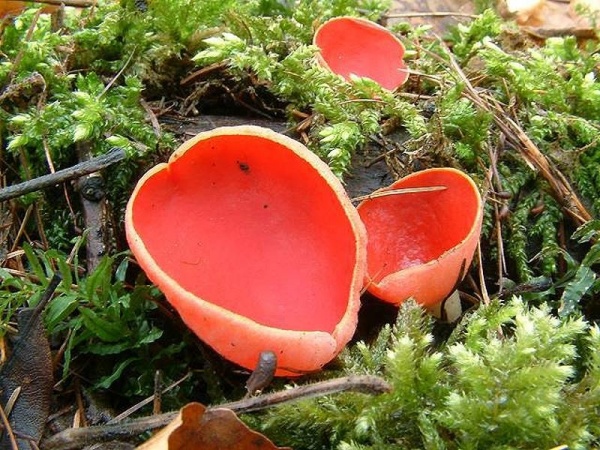 Östereichischer Prachtbecherling-Sarcoscypha austriaca