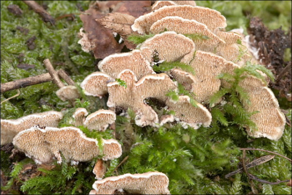 Zweifarbiger Resupinatstacheling-Steccherinum bourdotii