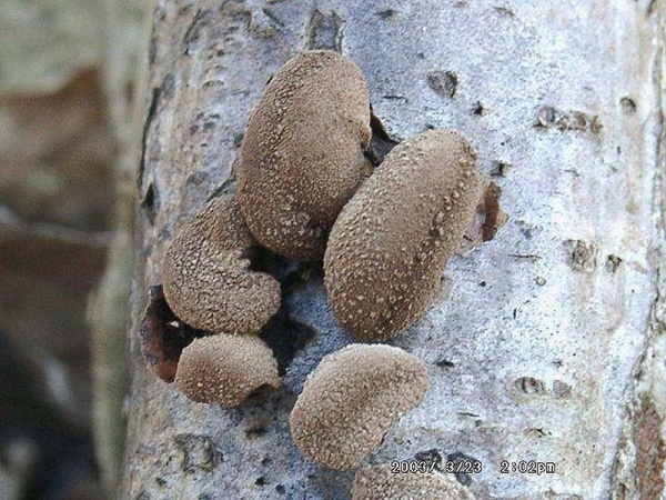 Kleiiger Haselbecher-Encoelia furfuracea