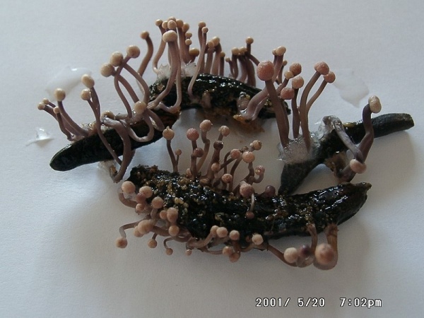 Mutterkorn-Claviceps purpurea