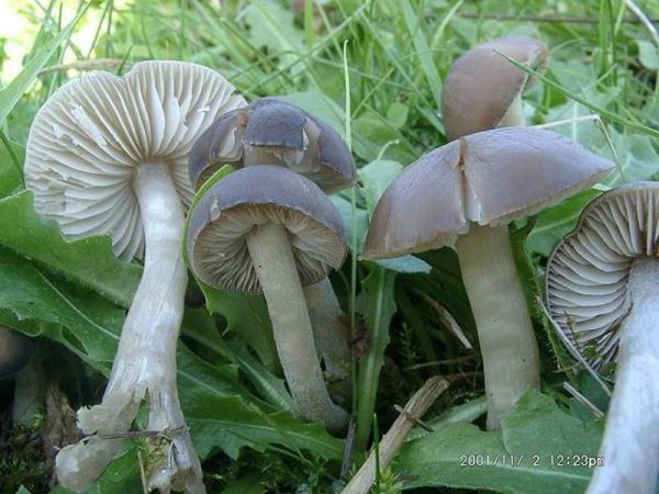 Schwarzgrauer Samtritterling-Dermoloma atrocinereum