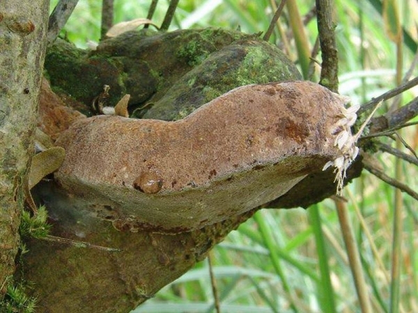 Sanddorn-Feuerschwamm-Phellinus hippophaecola