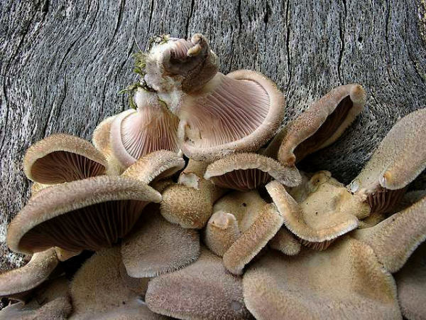 Borstiger Knäueling-Panus lecomtei
