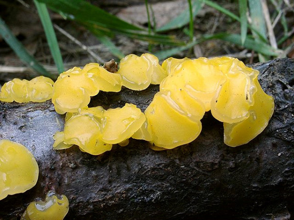 Gelbweisser Gallertbecher-Ditiola peziziformis