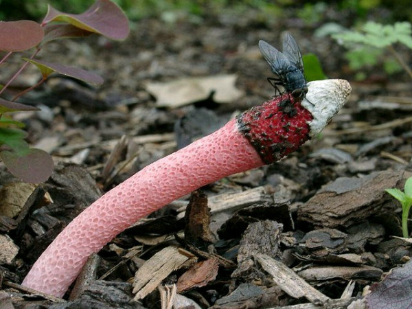 Himbeerrote Hundsrute-Mutinus ravenelii