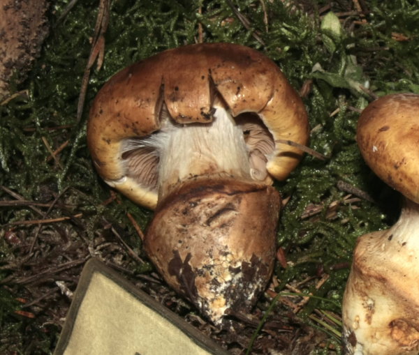 Plattfüssiger Klumpfuss-Cortinarius pansa