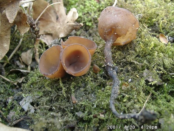 Anemonenbecherling-Dumontinia tuberosa