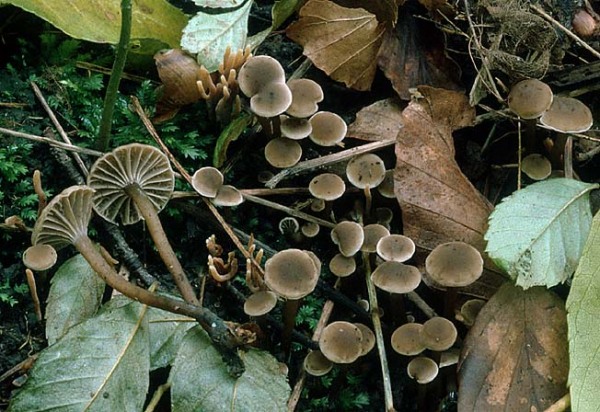 Stinkender Samtschneckling-Camarophyllopsis foetens