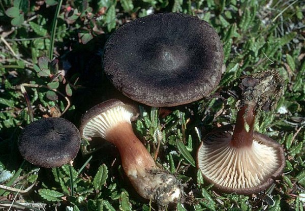 Ziegelroter Trichterling-Clitocybe lateritia