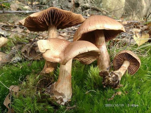 Geschmückter Gürtelfuss-Cortinarius armillatus