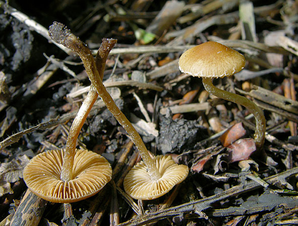 Geschmückter Glockenschüppling-Conocybe velata