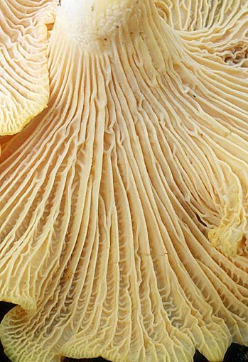 Rostfleckiger Pfifferling-Cantharellus ferruginascens