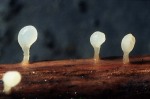 Kolbenförmiges Fadenkeulchen-Typhula uncialis
