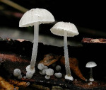 Scheibchenhelmling-Mycena clavularis