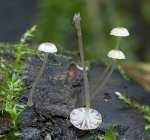 Bogenblättriger Helmling-Mycena speirea