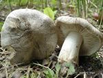 Tiger-Ritterling-Tricholoma tigrinum