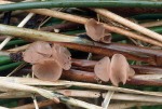Currey's Sumpf-Becherling-Myriosclerotinia curreyana