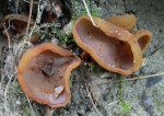 Gelbfleischiger Lilabecherling-Peziza michelii