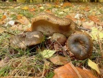 Tannen-Reizker-Lactarius turpis