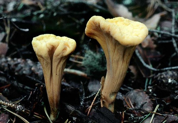 Abgestutzt Herkuleskeule-Clavariadelphus truncatus