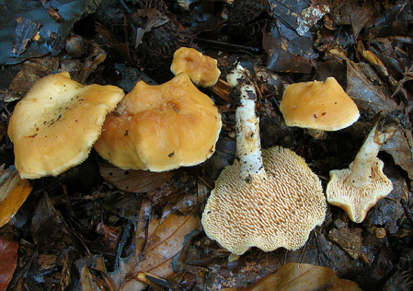 : Hydnum-Hydnum umbilicatum