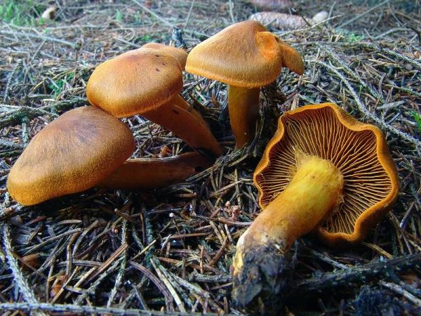 Orangegrüner Hautkopf-Cortinarius malicorius