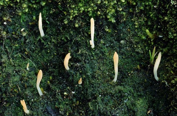 Erde-Flechtenkeule-Multiclavula vernalis