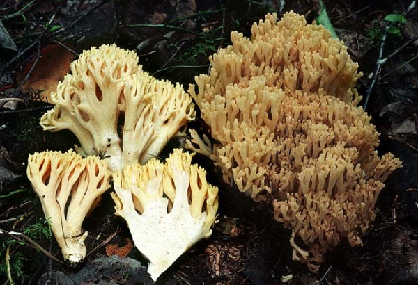 : Korallen-Ramaria obtusissima