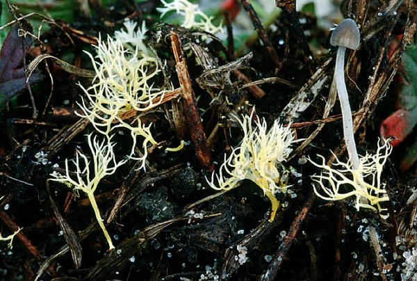 Gelbe Wiesenkoralle-Ramariopsis citrina