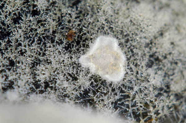 Bereifte Traubenbasidie-Botryobasidium pruinatum