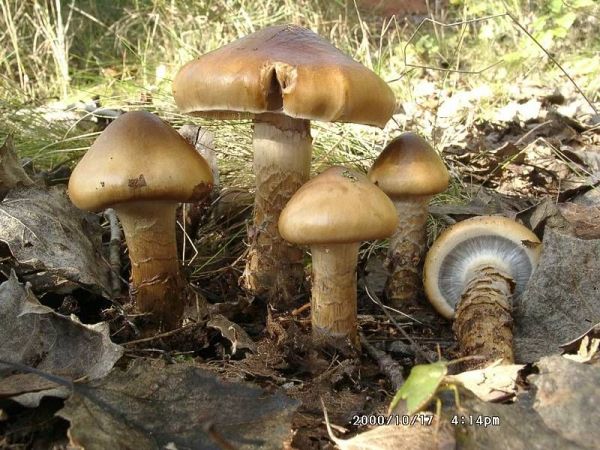 Natternstieliger Schleimfuss-Cortinarius trivialis