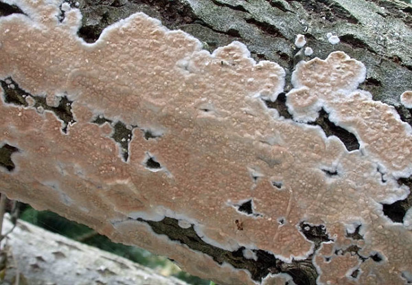 Ablösender Rindenpilz-Cylindrobasidium evolvens