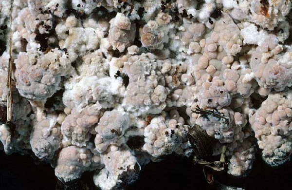 Milchende Gloeozystidenrinde-Gloiothele lactescens