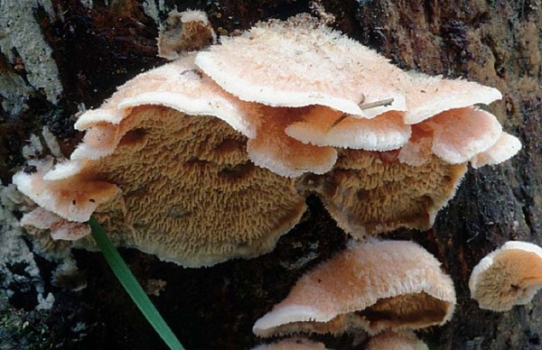 : Kammpilz-Phlebia tremellosa