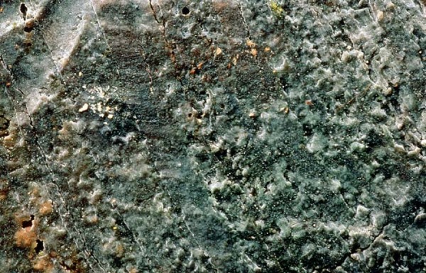 :-Repetobasidium erikssonii