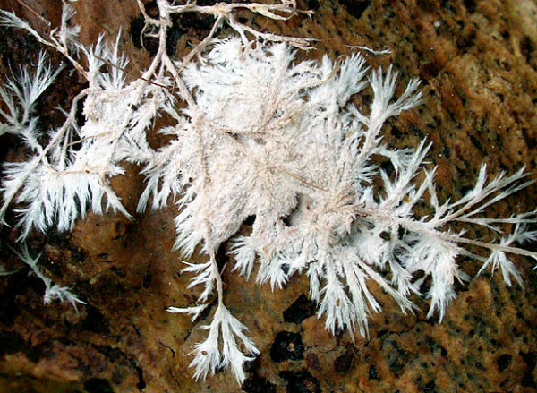 Gefranster Resupinatstacheling-Steccherinum fimbriatum