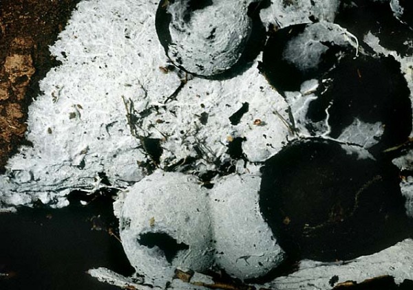 Rundsporiger Stachelsporling-Trechispora microspora