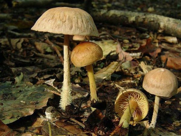 Brennender Blasssporrübling-Gymnopus peronatus