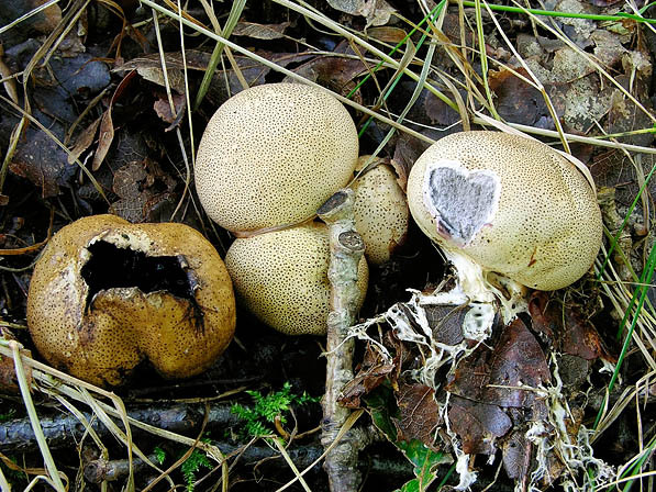 Kleiner Hartbovist-Scleroderma areolatum