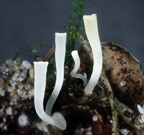Trompeten-Becherkeule-Clavicorona taxophila