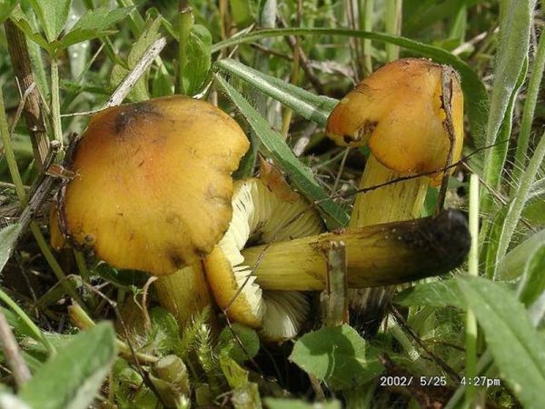 Kegeliger Saftling-Hygrocybe conica